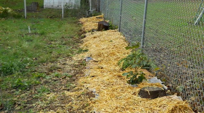 A tale of two Potato beds…