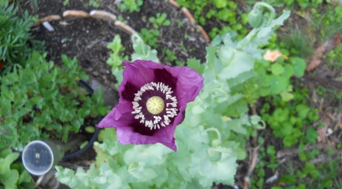 Hungarian Blue Bread Seed Poppy