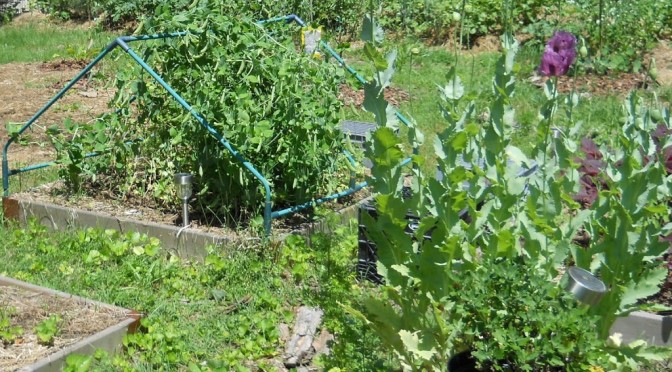Snap Peas and Tomatoes