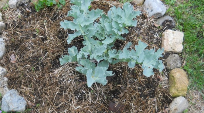 Sea Kale, Turkish Rocket, Flowering Comfrey and Potatoes!