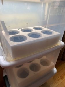 clear small storage container used as greenhouse