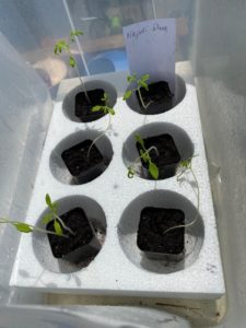 Tomato seedlings ready for repotting