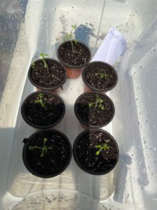 Repotted Tomato seedlings